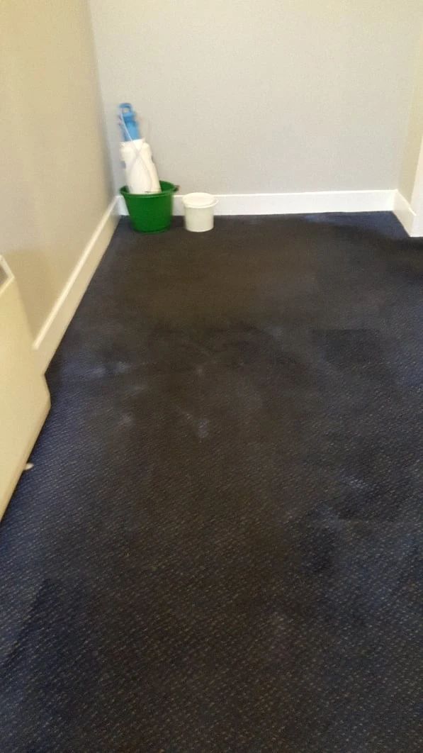 Dark carpet after cleaning